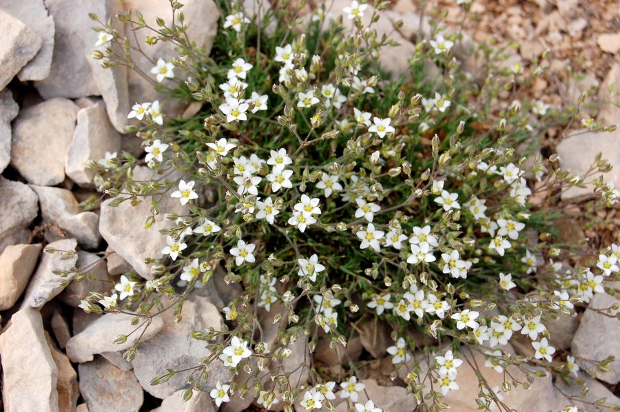 Fioriture magellensi